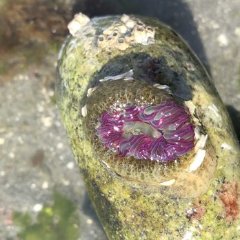Carkeek Park - Pink tipped anemone - Parks Near Me - Seattle, Washington Carkeek Park - Pink tipped anemone - Parks Near Me - Seattle, Washington