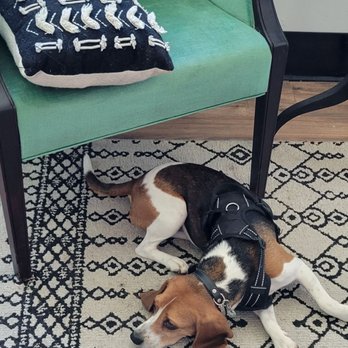 Mane Haus - Savannah the beagle pup, sweetest thing ever - Hair Stylists Near Me - Buffalo, New York Mane Haus - Savannah the beagle pup, sweetest thing ever - Hair Stylists Near Me - Buffalo, New York
