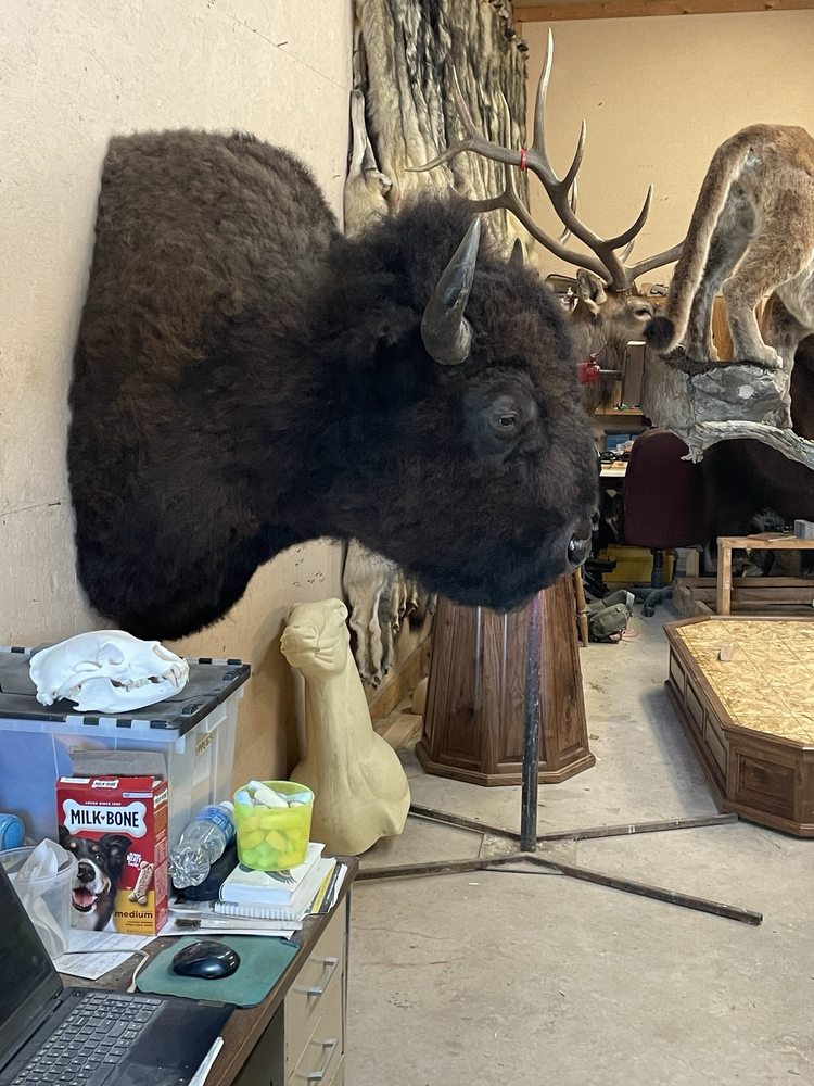 Mountain Creek Taxidermy - taxidermy in Greenough, MT