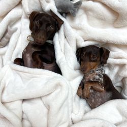 Dog Gone Walking - I mean, could they be any more adorable and happy?!