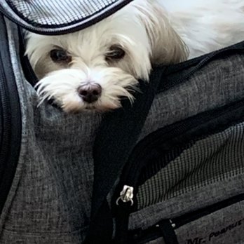 Capital Veterinary Specialists, Jax - This is Lola while at capital vet office waiting to be seen. - Emergency Pet Hospital Near Me - Jacksonville, Florida