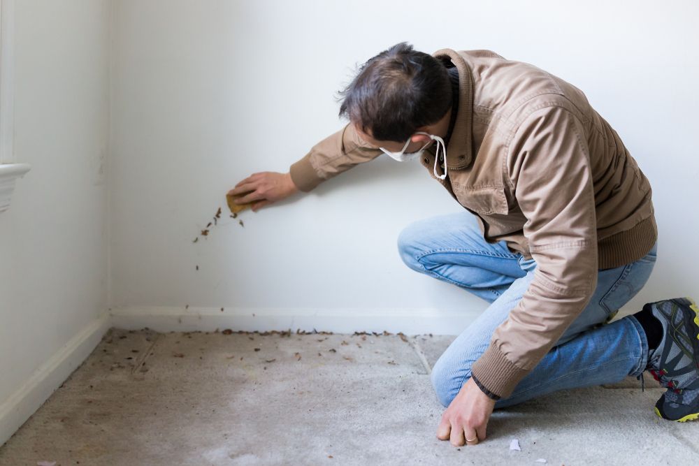 Mold Detect Pro - mold inspector in Encino, CA