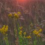 Photo of Lac Qui Parle State Park