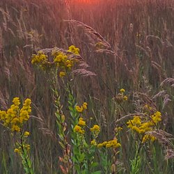 Lac Qui Parle State Park - Park sunset