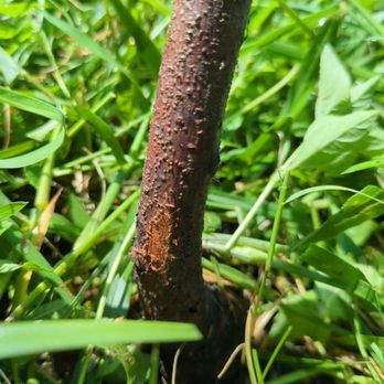 Ty Ty Nursery - Scratch test shows dead - Nurseries & Gardening Near Me - Ty Ty, Georgia