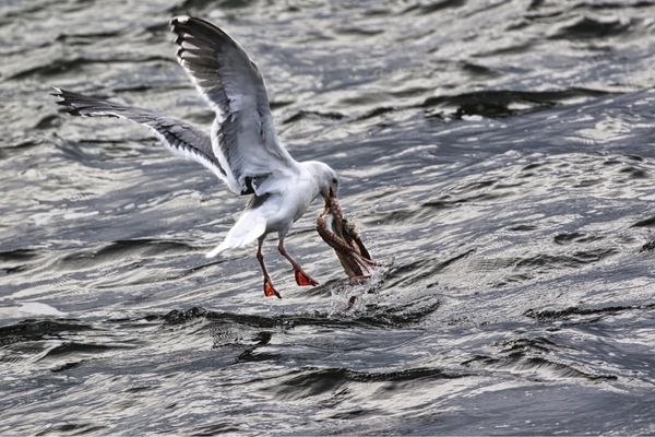 Yaquina Head Outstanding Natural Area by null