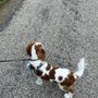Photo of The Elegant Pet