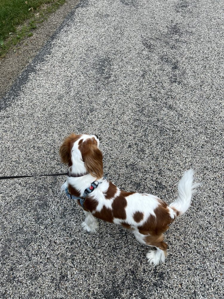 The Elegant Pet - pet boarding facility in Germantown, WI