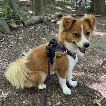 Korean K9 Rescue - Bari loves walking through the wooded trails in Prospect Park - Animal Shelters Near Me - Astoria, New York
