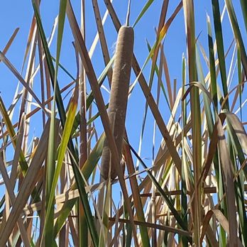 Sweetwater Wetlands - cat tails everywhere! - Hiking Near Me - Tucson, Arizona Sweetwater Wetlands - cat tails everywhere! - Hiking Near Me - Tucson, Arizona