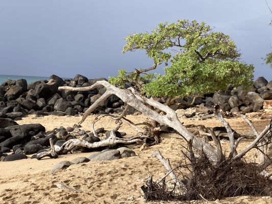 Baldwin Beach Park by null