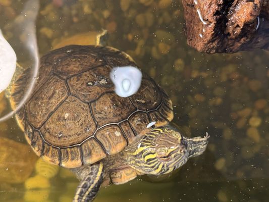 Wild Bear Nature Center