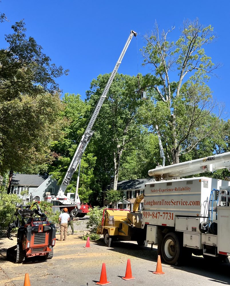 Longhorn Tree Service - tree service in Raleigh, NC