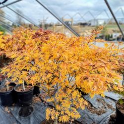Summers Nursery & Landscape