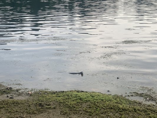MacRitchie Reservoir by null