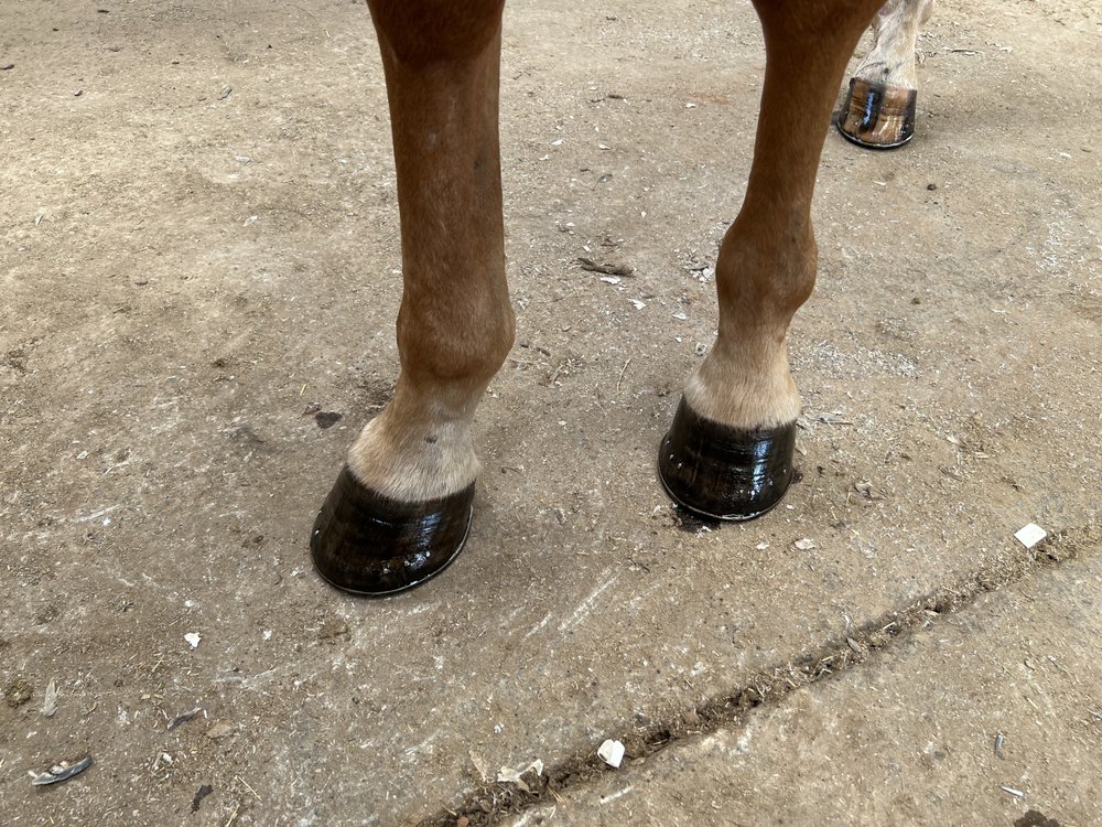 WOOD’S FARRIER SERVICE Updated August 2024 Foster, Rhode Island Farriers Phone Number Yelp