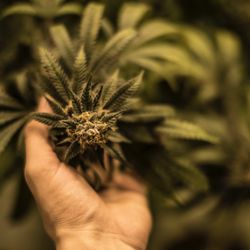 Euphoria Wellness Bozeman