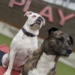 Downtown Dog Lounge - Ballard