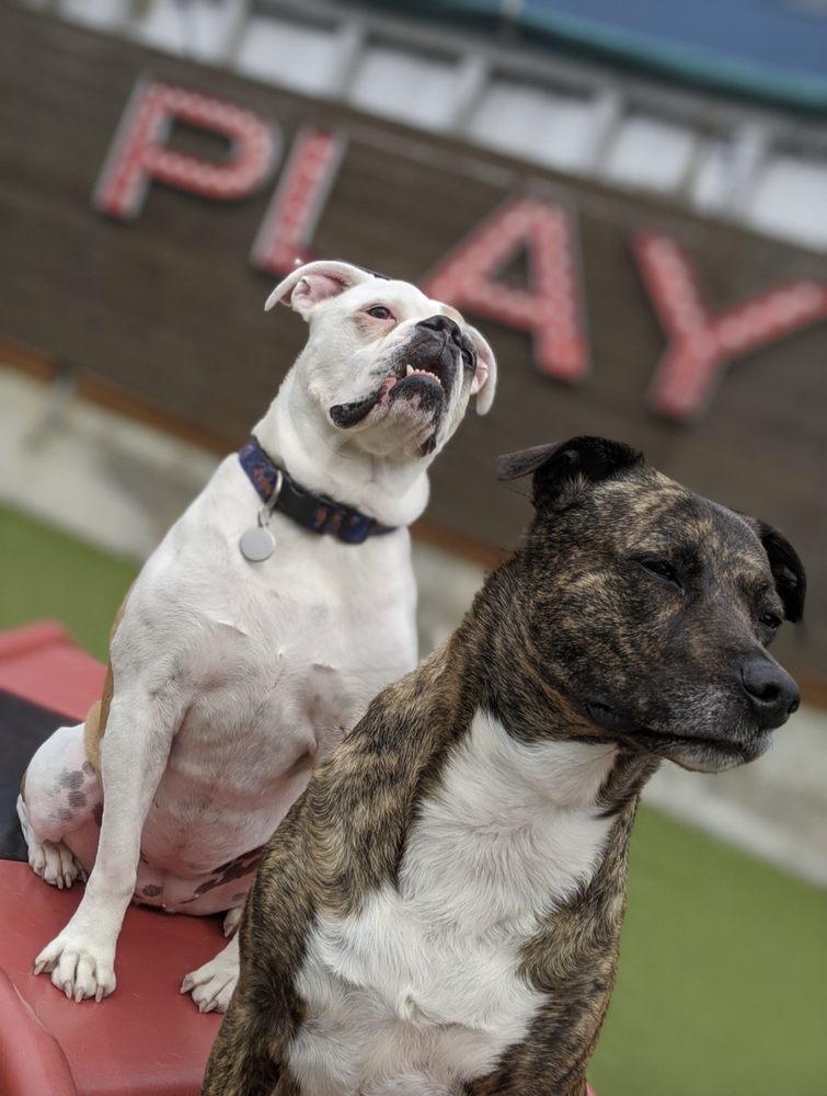 Downtown Dog Lounge - Ballard - pet boarding facility in Seattle, WA