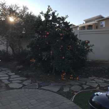 J & J Gardening - The other citrus tree BEFORE trimming - Gardeners Near Me J & J Gardening - The other citrus tree BEFORE trimming - Gardeners Near Me