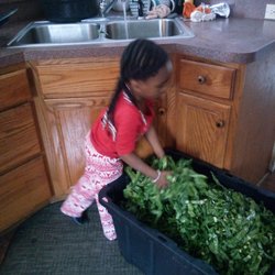 Jelenek's Garden Center - Our youngest picker washing her families share.
