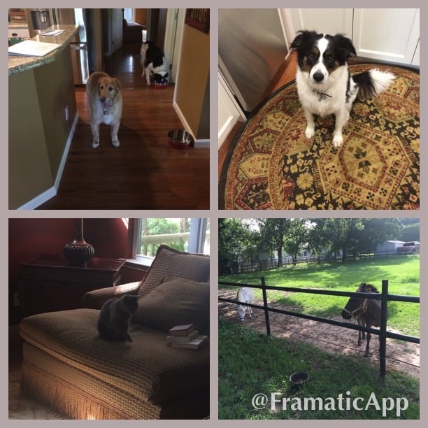 Heartland Pet Sitting Services Image