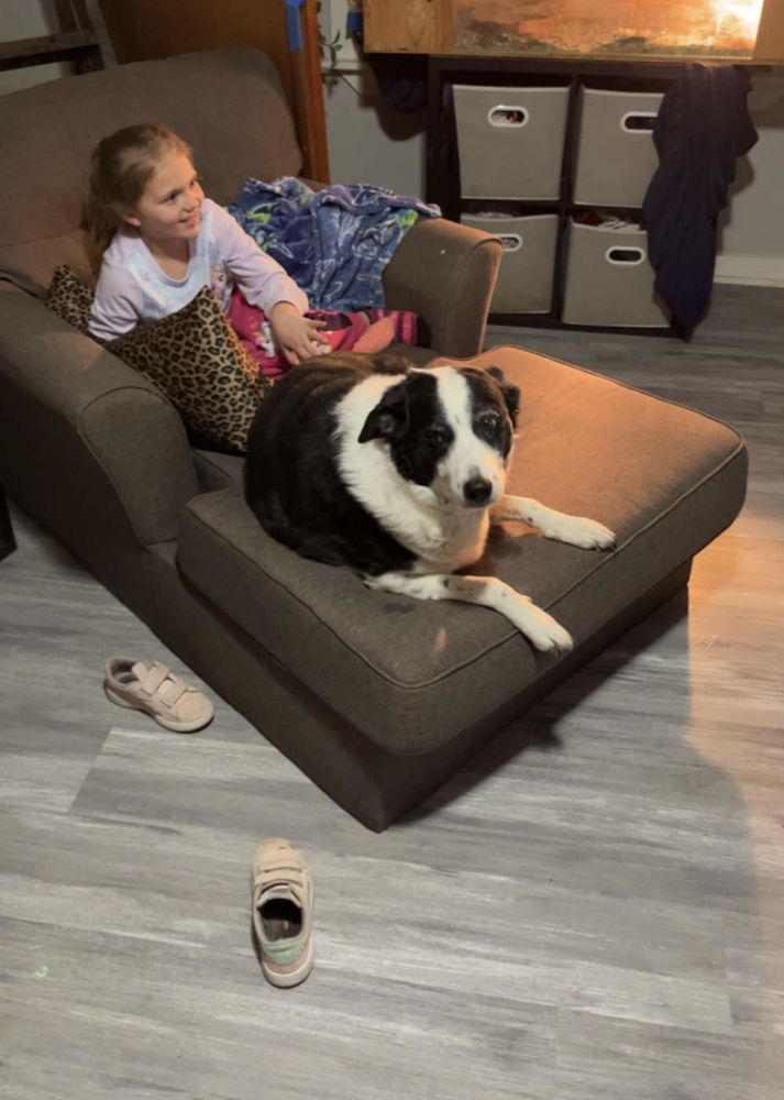 EXCELSIOR SPRINGS ANIMAL CLINIC Updated September 2024 1740 W Us69