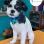 Photo of The Dog Haus Grooming