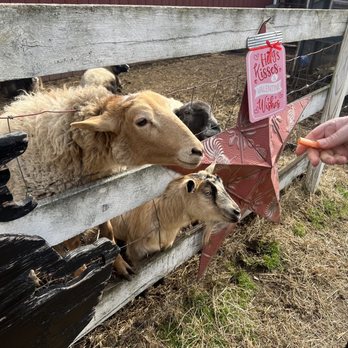 All American Ponies - Zoos Near Me - Old Bridge, New Jersey