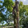 Photo of Misael Perez Tree Service