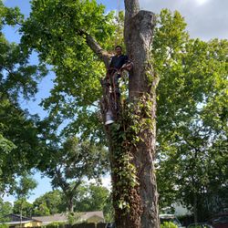 Misael Perez Tree Service