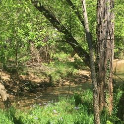 Mud Lick Creek Greenway - Creek