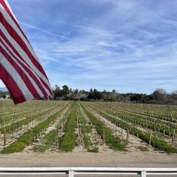 Grapes growing