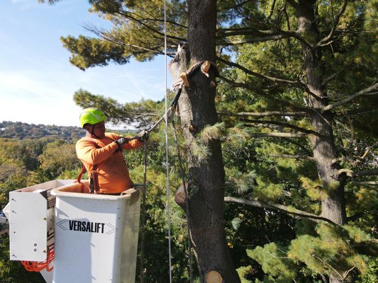 Best Tree Services in the Area! - No job is too big or small! Call or Text 860-940-5783 Today! Best Tree Services in the Area! - No job is too big or small! Call or Text 860-940-5783 Today!