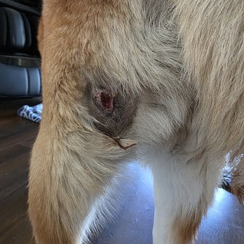 The Veterinary Care Center - Wound all clipped and cared for with TLC - Veterinarians Near Me - Los Angeles, California The Veterinary Care Center - Wound all clipped and cared for with TLC - Veterinarians Near Me - Los Angeles, California