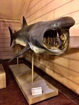 Museum of Natural History “Giacomo Doria” by null