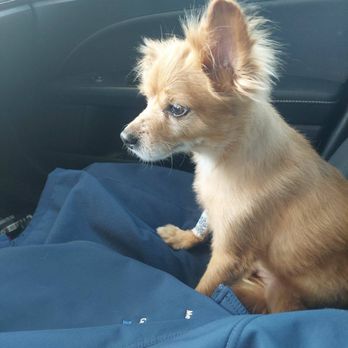 Lasting Paws Pet Memorial Services - a month before we had to let him go. - Pet Cremation Services Near Me - Glendale, Arizona