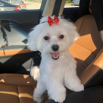 Dog Grooming Boutique - Coco after getting groomed - Pet Groomers Near Me - Hialeah, Florida Dog Grooming Boutique - Coco after getting groomed - Pet Groomers Near Me - Hialeah, Florida
