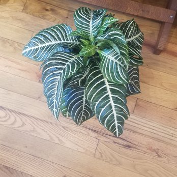 Foyer Shop - Large zebra plant - Cards & Stationery Near Me - Chicago, Illinois Foyer Shop - Large zebra plant - Cards & Stationery Near Me - Chicago, Illinois