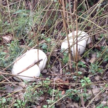 Amico Island State Park - These look like downed weather balloons but they are actually giant mushrooms!! - Hiking Near Me - Delran, New Jersey