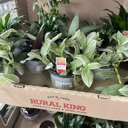 Houseplants