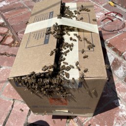 Queen bee safely removed into the box to transport to their bee farm Queen bee safely removed into the box to transport to their bee farm