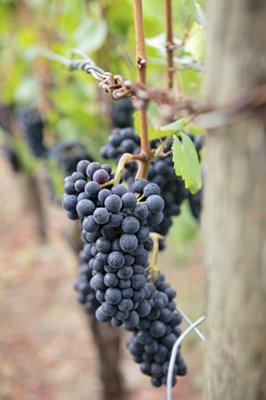 Kramer Vineyards by null