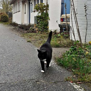 Arnis - Katze in Arnis (05/2025) - Local Flavor Near Me