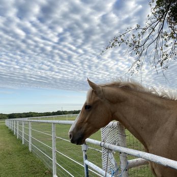 Winterhaven Ranch - Horse Boarding Near Me - Aubrey, Texas Winterhaven Ranch - Horse Boarding Near Me - Aubrey, Texas