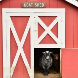 Old McDonald's Farm