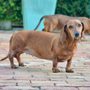 Friends of Peanut Dog Boarding