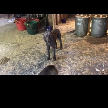 Glencadia Dog Camp - Pet Boarding Near Me - New York, New York Glencadia Dog Camp - Pet Boarding Near Me - New York, New York