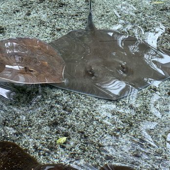 Tennessee Aquarium - Stingrays that were able to be touched - Aquariums Near Me - Chattanooga, Tennessee Tennessee Aquarium - Stingrays that were able to be touched - Aquariums Near Me - Chattanooga, Tennessee