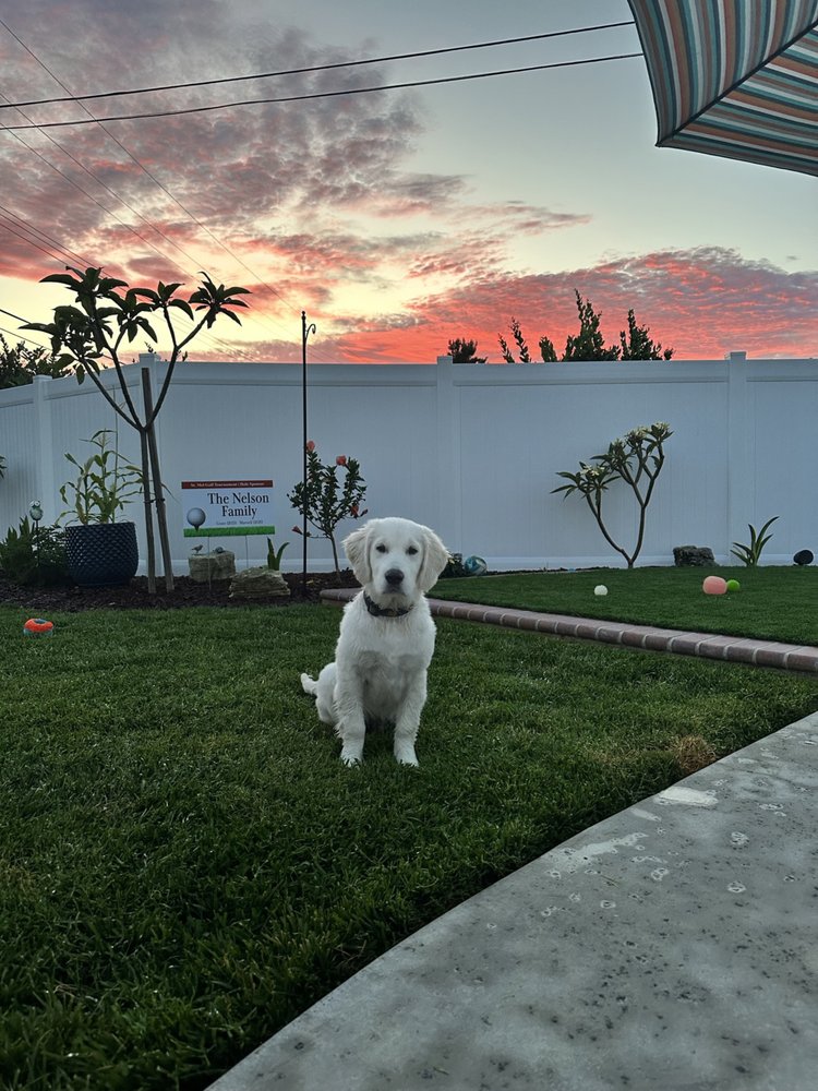LA DOG EXPERTS Updated September 2024 28 Photos & 21 Reviews